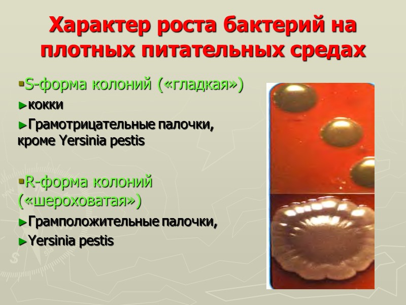 Характер роста бактерий на плотных питательных средах S-форма колоний («гладкая») кокки Грамотрицательные палочки, кроме